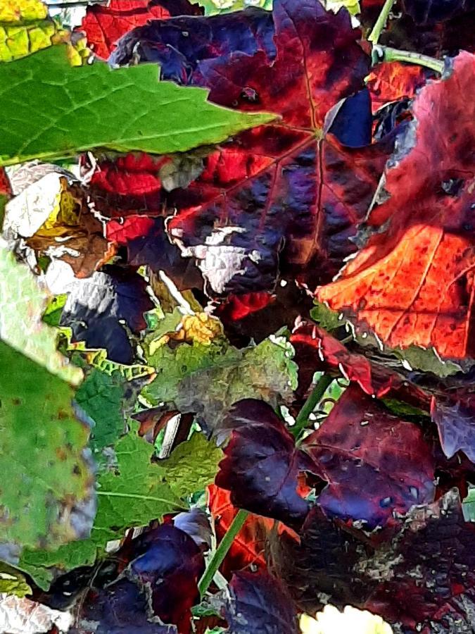 Am Blauwasser Mit Infrarotkabine *